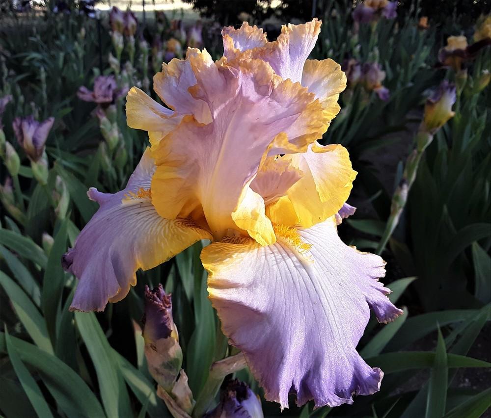 Photo of Tall Bearded Iris (Iris 'All About Spring') uploaded by Bitoftrouble