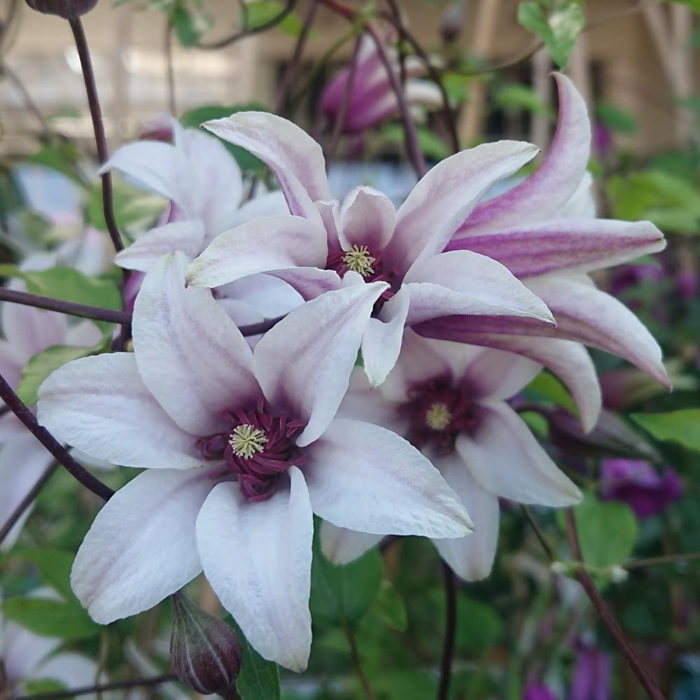 Photo of Clematis (Clematis texensis Princess Kate™) uploaded by D3LL
