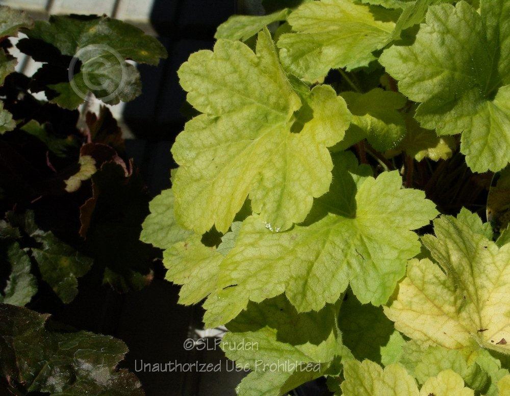 Photo of Coral Bells (Heuchera 'Electric Lime') uploaded by DaylilySLP