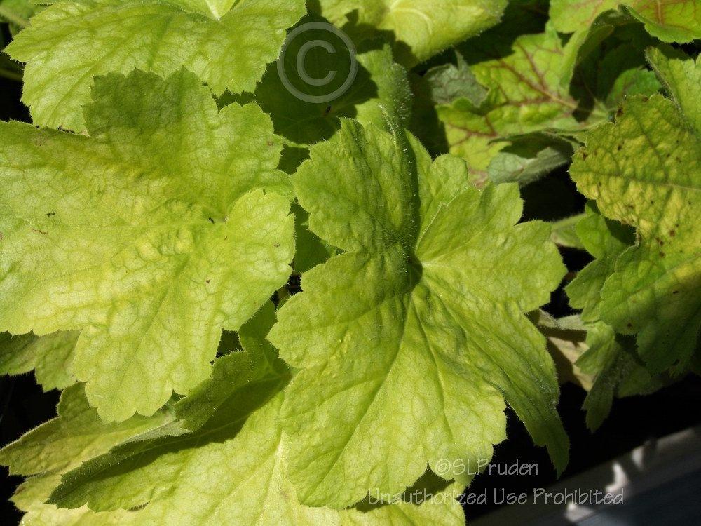Photo of Coral Bells (Heuchera 'Electric Lime') uploaded by DaylilySLP