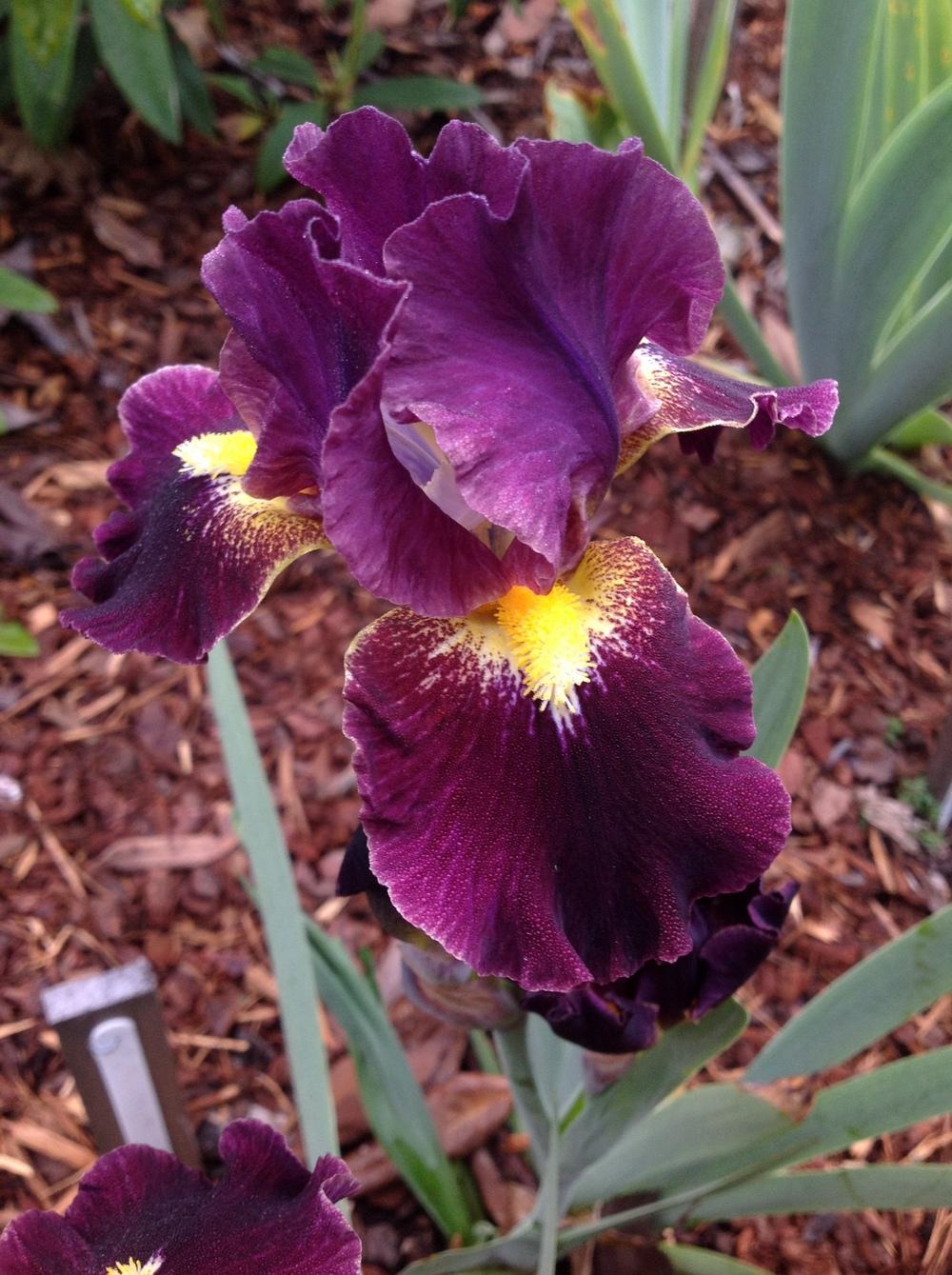Photo of Intermediate Bearded Iris (Iris 'Oblivion') uploaded by ElleBeesIrisWorld