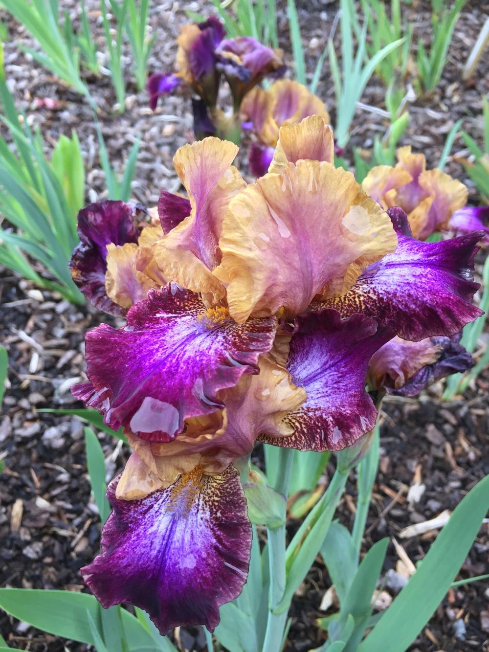 Photo of Intermediate Bearded Iris (Iris 'Parting Glances') uploaded by ElleBeesIrisWorld