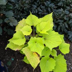 Location: Northern New Jersey
Date: 2019-09-09
This has been more contained than other sweet potato vines I've g