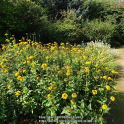 Location: Breezy Knees garden, York, UK
Date: 2020-09-10