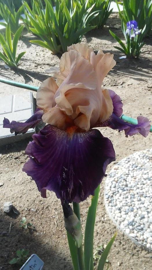 Photo of Tall Bearded Iris (Iris 'Rasputin') uploaded by scary1785