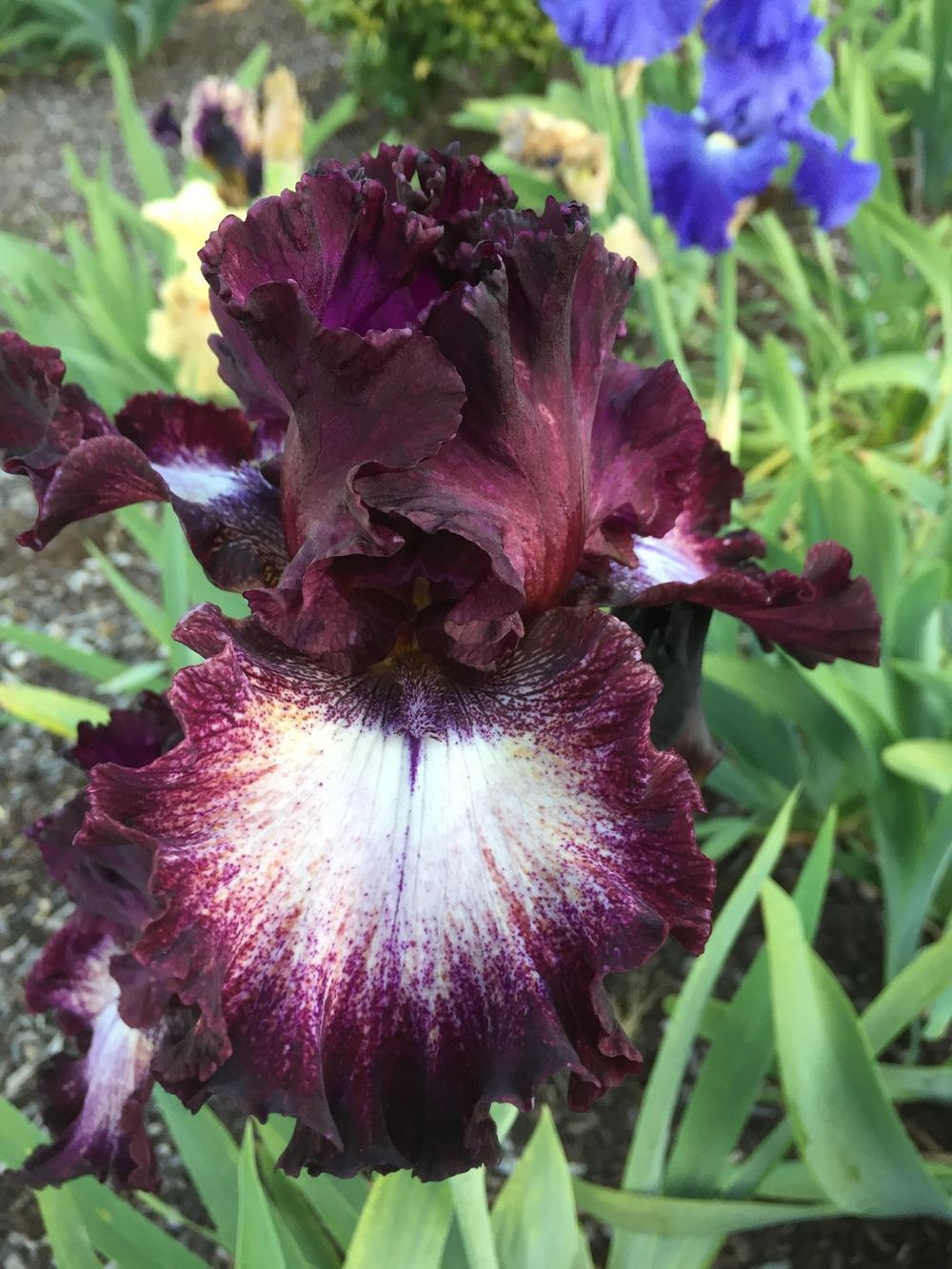 Photo of Tall Bearded Iris (Iris 'Psychic Reader') uploaded by ElleBeesIrisWorld