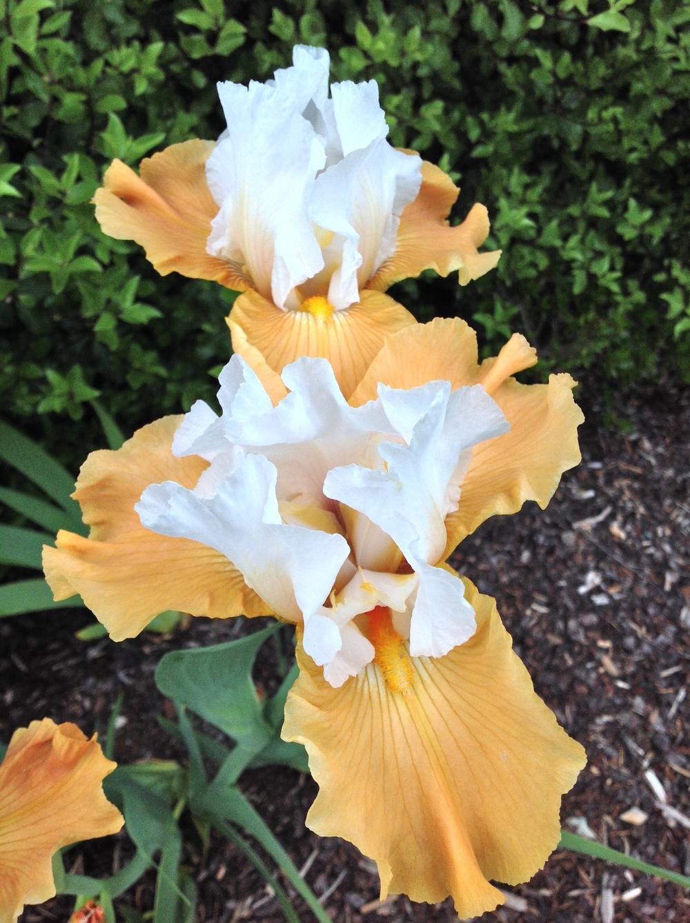 Photo of Tall Bearded Iris (Iris 'Pumpkin Cheesecake') uploaded by ElleBeesIrisWorld