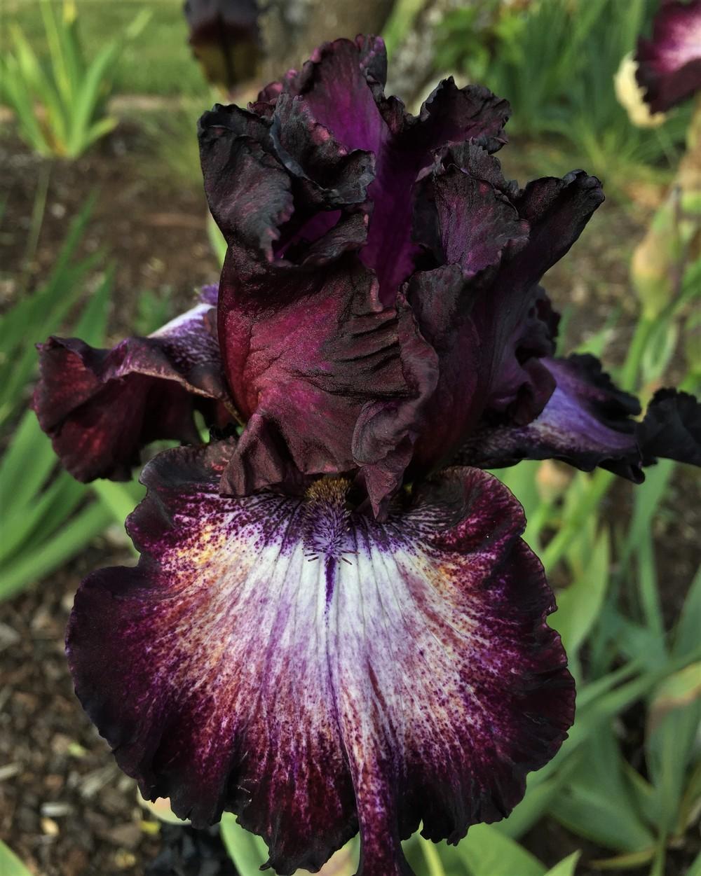 Photo of Tall Bearded Iris (Iris 'Psychic Reader') uploaded by ElleBeesIrisWorld