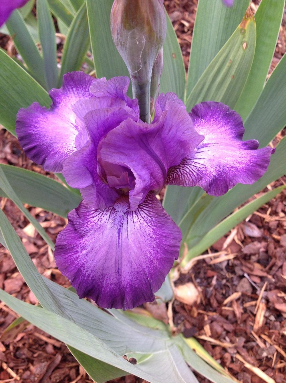 Photo of Intermediate Bearded Iris (Iris 'Pour It On') uploaded by ElleBeesIrisWorld