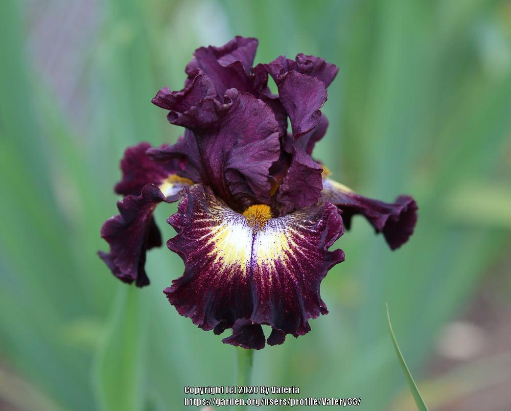 Photo of Tall Bearded Iris (Iris 'Tunnel Vision') uploaded by Valery33