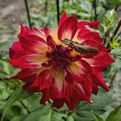 Location: Dahlia Hill, Midland, Michigan
Date: 2019-10-05
Grasshoppers eat flowers, among other things.  This bloom has alr