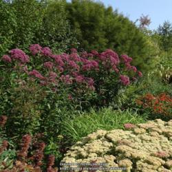 Location: Breezy Knees garden, York, UK
Date: 2020-09-10