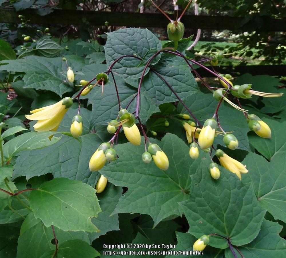 Photo of Yellow Wax Bells (Kirengeshoma palmata) uploaded by kniphofia