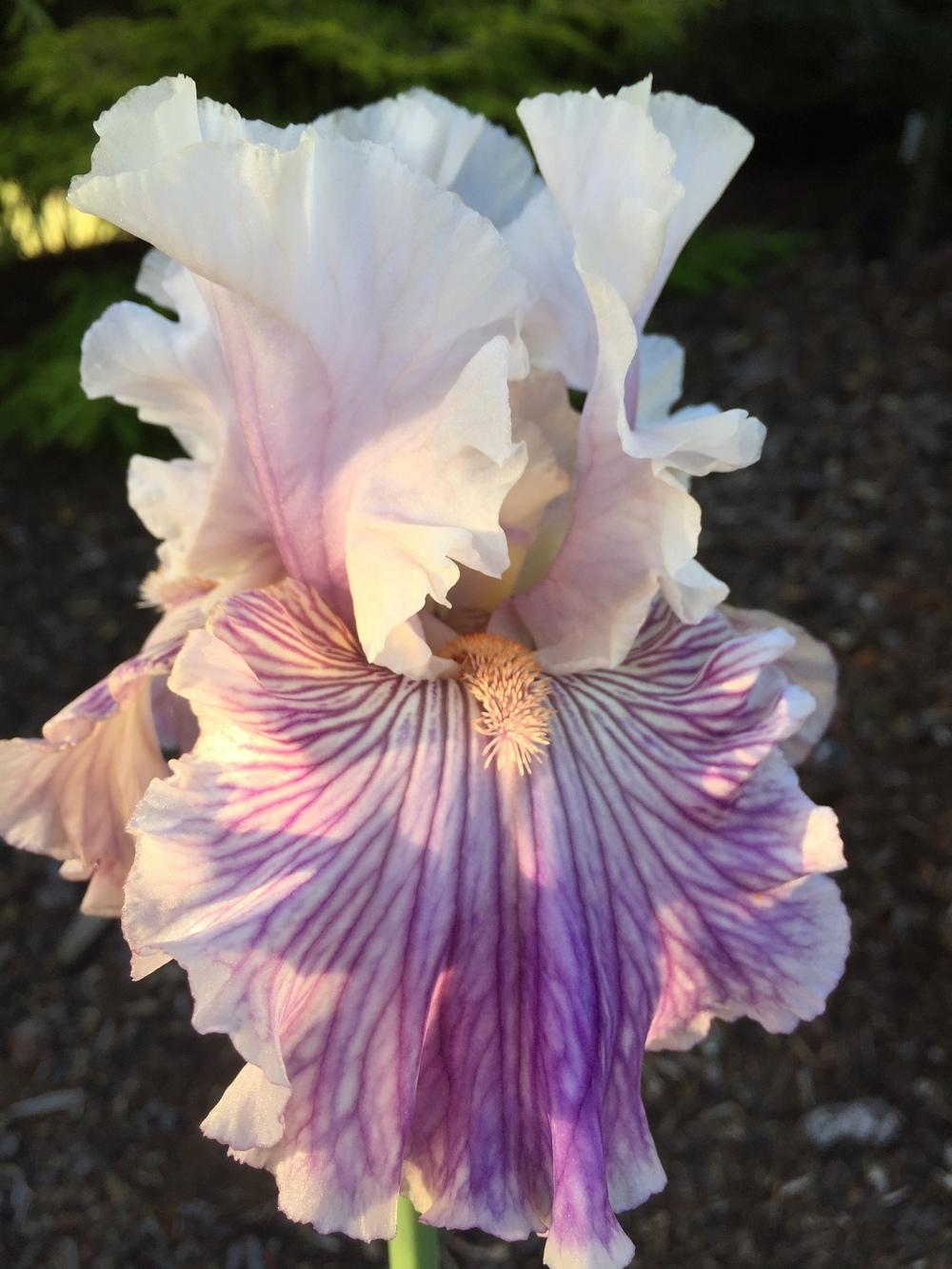 Photo of Tall Bearded Iris (Iris 'Reckless in Denim') uploaded by ElleBeesIrisWorld