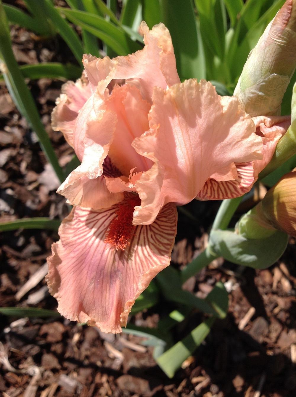 Photo of Intermediate Bearded Iris (Iris 'Thrum') uploaded by ElleBeesIrisWorld
