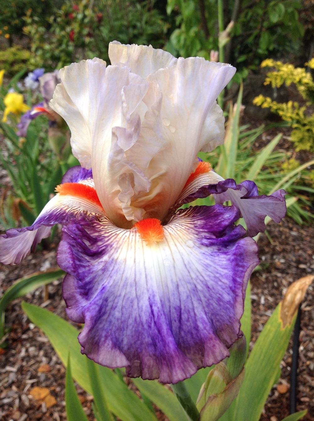 Photo of Tall Bearded Iris (Iris 'Tango Express') uploaded by ElleBeesIrisWorld