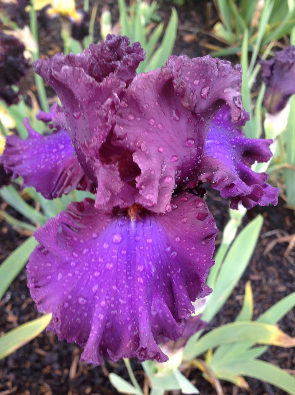 Photo of Tall Bearded Iris (Iris 'Thundermaker') uploaded by ElleBeesIrisWorld