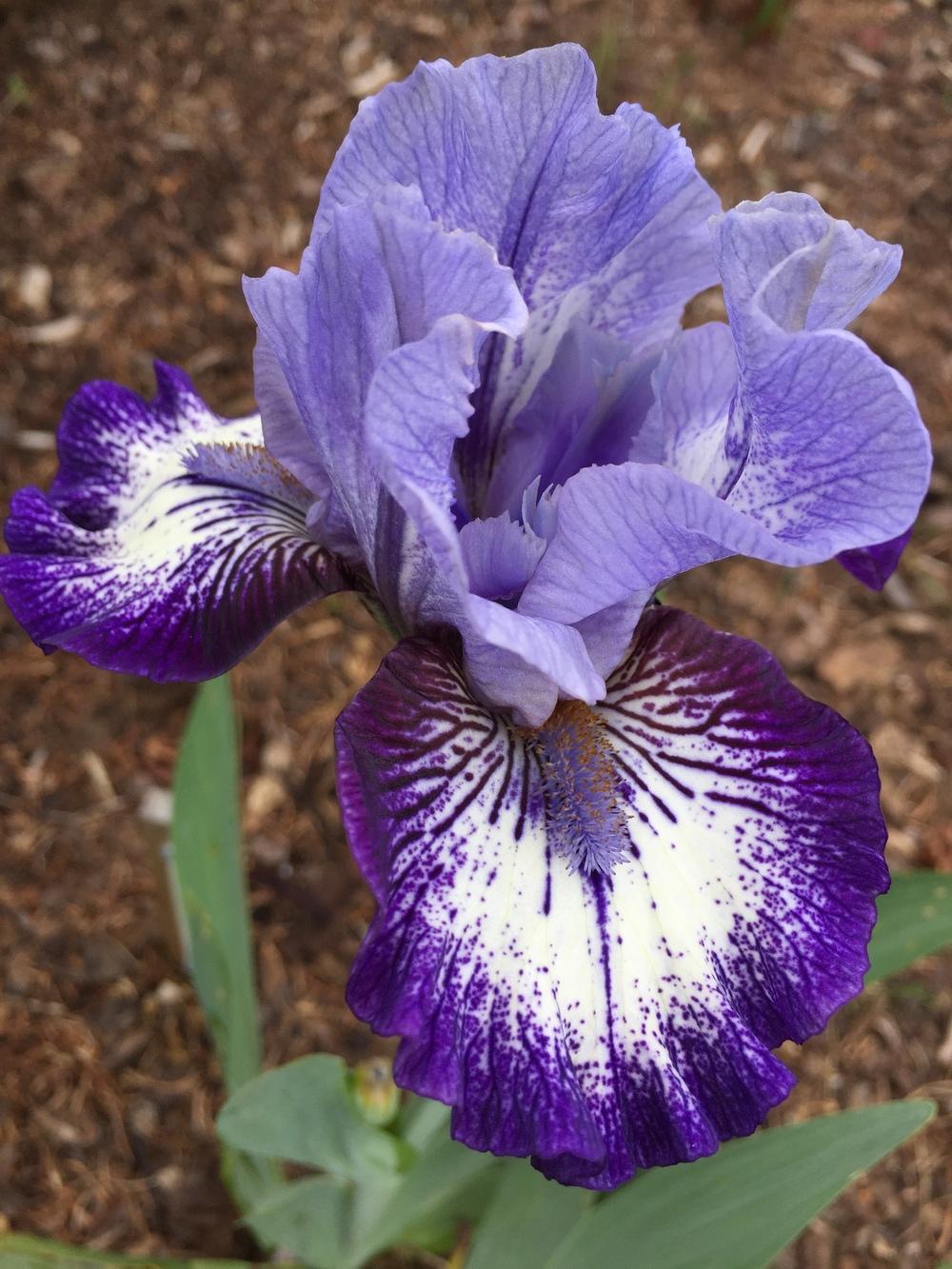 Photo of Intermediate Bearded Iris (Iris 'Sailor') uploaded by ElleBeesIrisWorld
