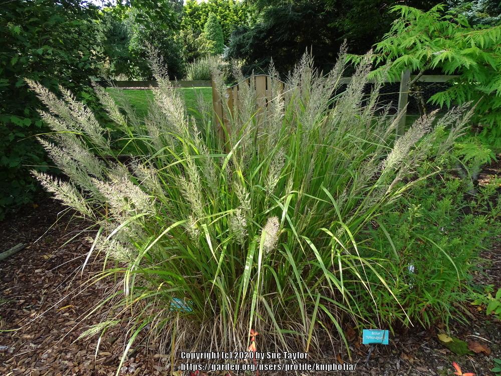 Photo of Korean Feather Reed Grass (Calamagrostis arundinacea) uploaded by kniphofia