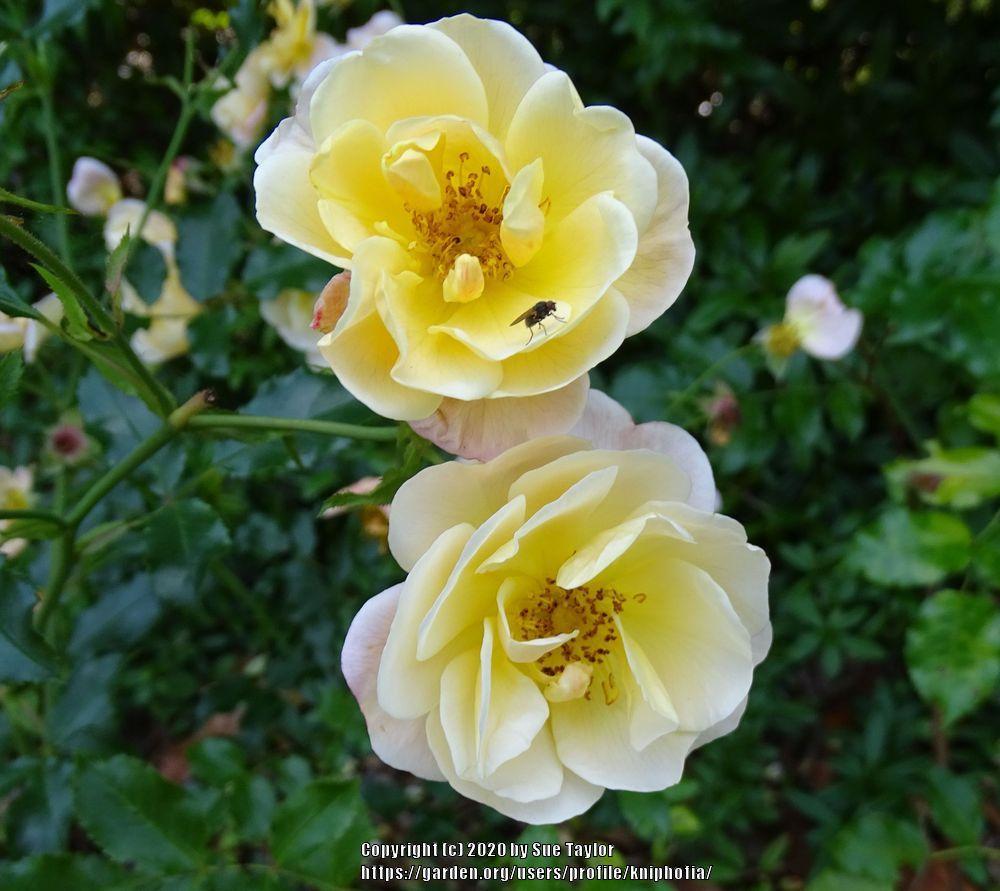 Photo of Rose (Rosa 'Sunny Knock Out') uploaded by kniphofia