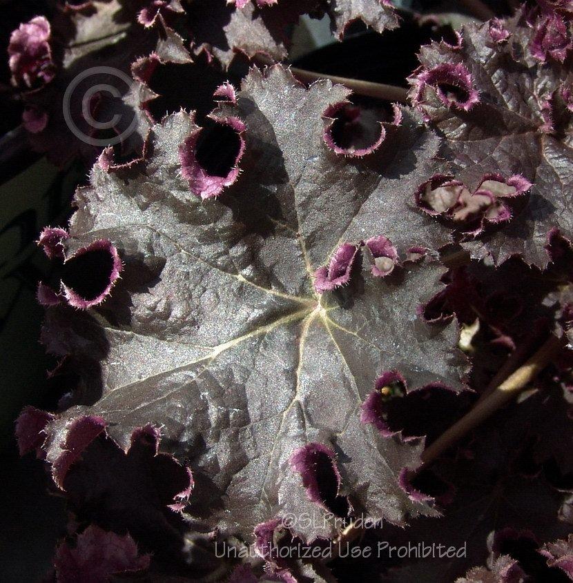 Photo of Coral Bells (Heuchera 'Purple Petticoats') uploaded by DaylilySLP