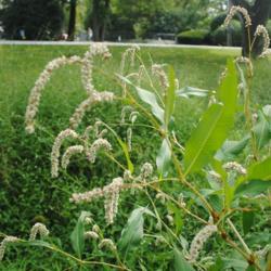 Location: Downingtown, Pennsylvania
Date: 2020-09-14
nodding spike-like raceme flower clusters