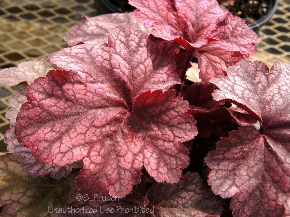 Photo of Coral Bells (Heuchera 'Root Beer') uploaded by DaylilySLP