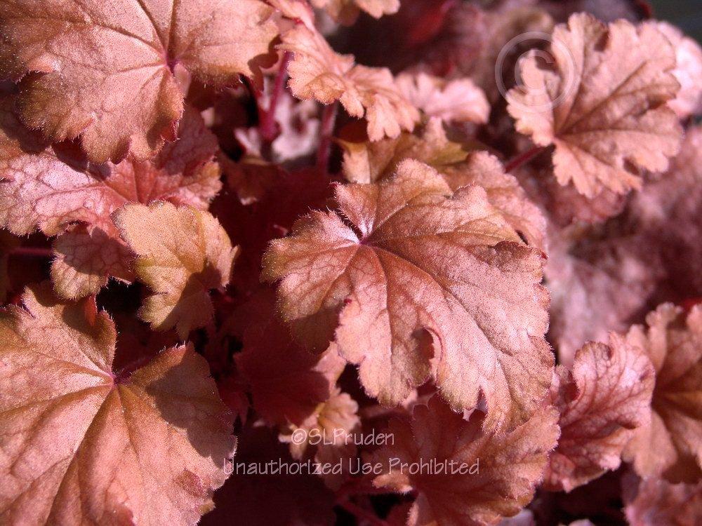 Photo of Coral Bells (Heuchera 'Peach Flambe') uploaded by DaylilySLP