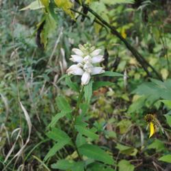 Location: Crows Nest Preserve in southeast Pennsylvania
Date: 2020-09-18
flower cluster