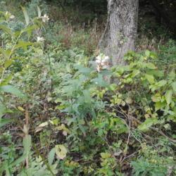 Location: Crows Nest Preserve in southeast Pennsylvania
Date: 2020-09-18
several plants in the wild near a creek