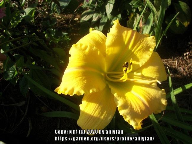 Photo of Daylily (Hemerocallis 'Capacity for Wonder') uploaded by alilyfan