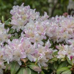 Location: Toledo Botanical Gardens, Toledo, Ohio
Date: 2019-05-06
Rhododendron x 'Intaglio'.  This obscure but beautiful dwarf cult