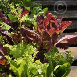 Location: English Gardens, Dearborn Heights, MI
Date: 2013-09-17
'Wildfire Lettuce Mix'