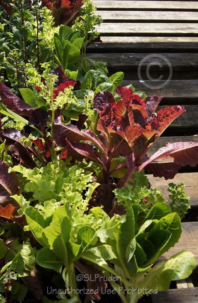 Photo of Lettuces (Lactuca sativa) uploaded by DaylilySLP