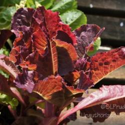 Location: English Gardens, Dearborn Heights, MI
Date: 2013-09-17
'Wildfire Lettuce Mix'