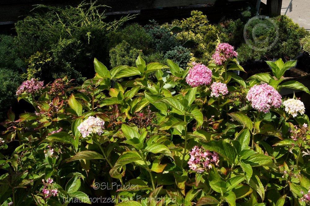 Photo of Mophead Hydrangea (Hydrangea macrophylla Double Delights™ Freedom) uploaded by DaylilySLP