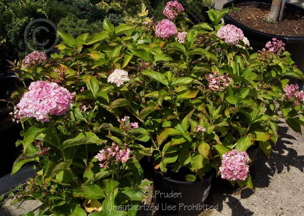 Photo of Mophead Hydrangea (Hydrangea macrophylla Double Delights™ Freedom) uploaded by DaylilySLP