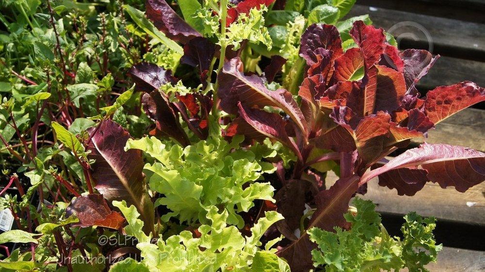 Photo of Lettuces (Lactuca sativa) uploaded by DaylilySLP