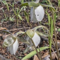 Location: Toledo Botanical Gardens, Toledo, Ohio
Date: 2019-04-21
Three hairy bracts clasp each bud.  The white 'petals' are actual