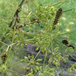 Location: Woodbridge , Va
Date: 2020-09-19
Black Swallowtail caterpillars eating the plant and immature seed