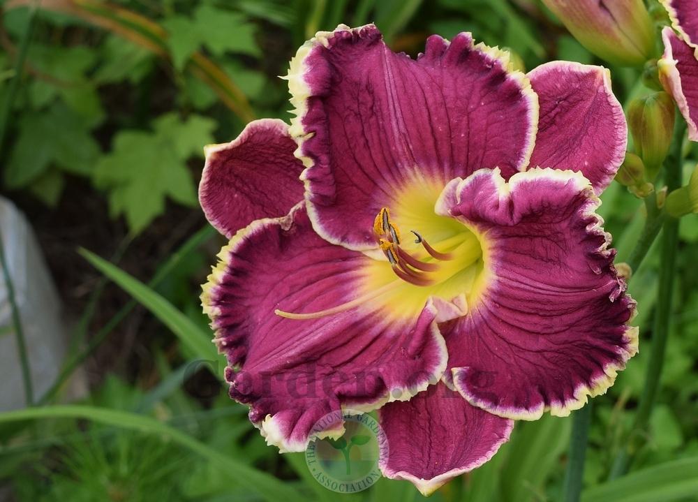 Photo of Daylily (Hemerocallis 'Magnificent Magpie') uploaded by virginiarose