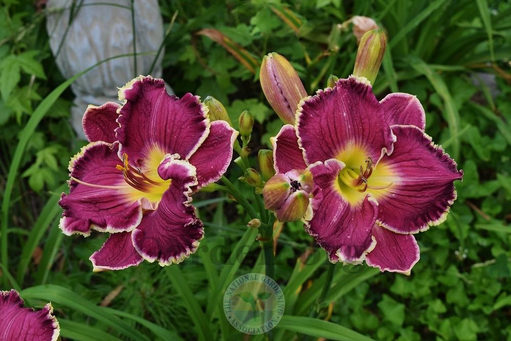 Photo of Daylily (Hemerocallis 'Magnificent Magpie') uploaded by virginiarose