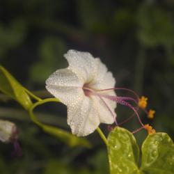 Location: Pennsylvania
Date: 2020-09-15
Mirabilis longiflora