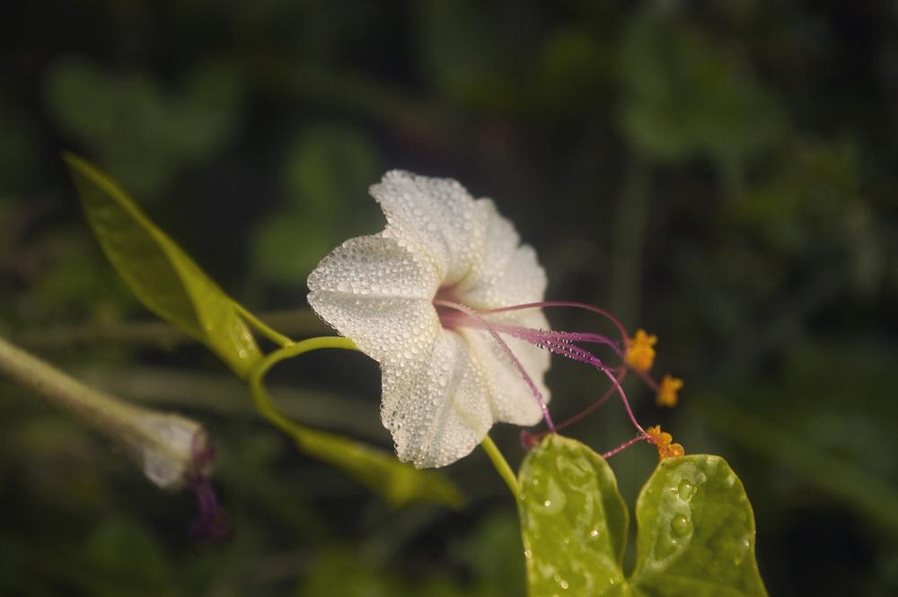 Photo of Sweet Four o'Clock (Mirabilis longiflora) uploaded by AudreyDee