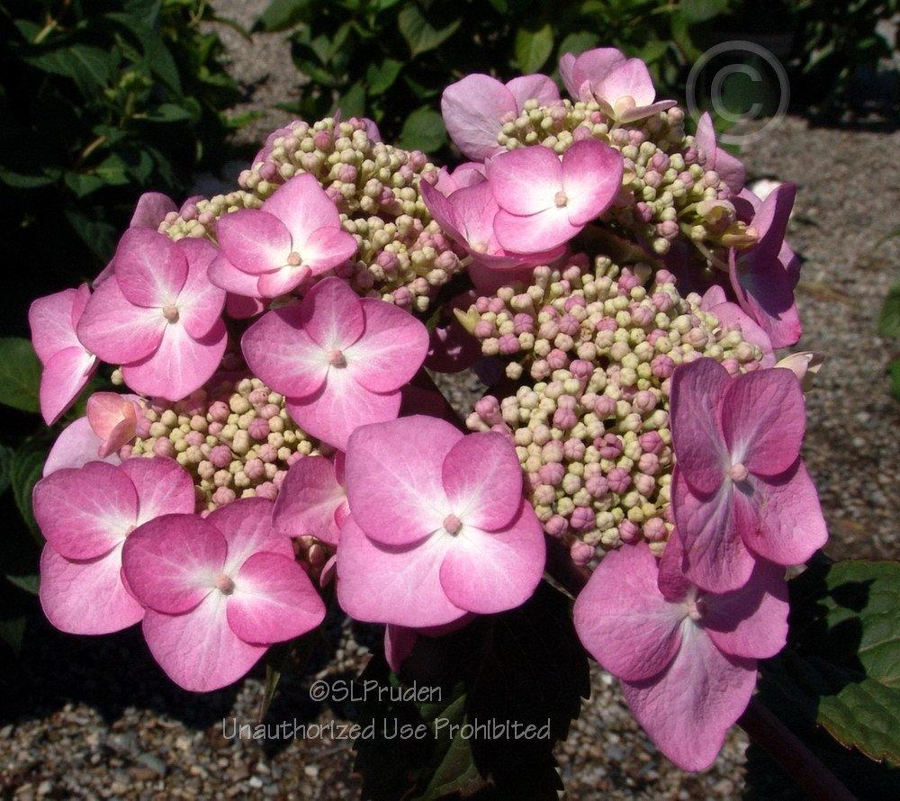 Photo of Lacecap Hydrangea (Hydrangea macrophylla Endless Summer® Twist-n-Shout®) uploaded by DaylilySLP