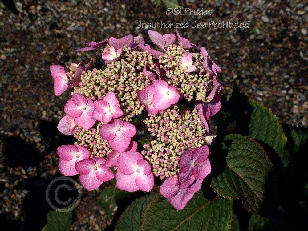 Photo of Lacecap Hydrangea (Hydrangea macrophylla Endless Summer® Twist-n-Shout®) uploaded by DaylilySLP