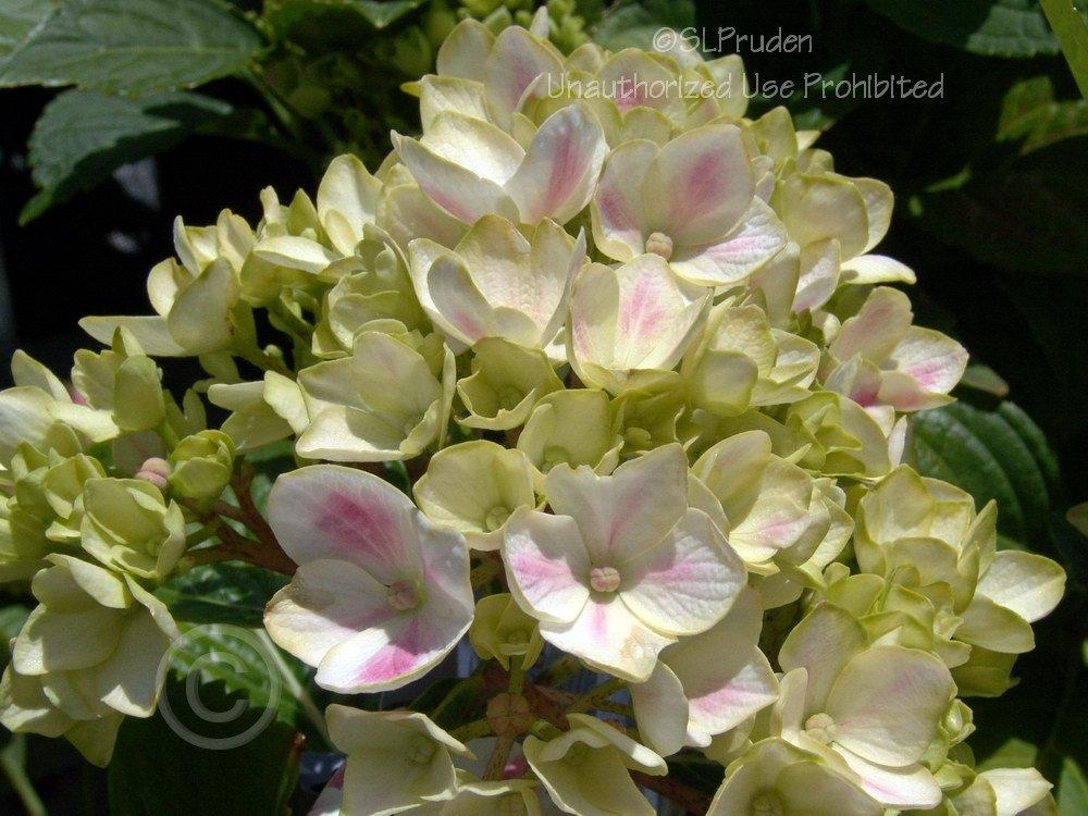 Photo of Hydrangea (Hydrangea macrophylla Forever & Ever® Peppermint) uploaded by DaylilySLP