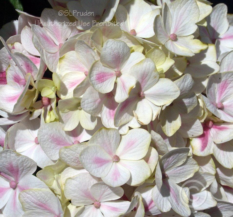 Photo of Hydrangea (Hydrangea macrophylla Forever & Ever® Peppermint) uploaded by DaylilySLP