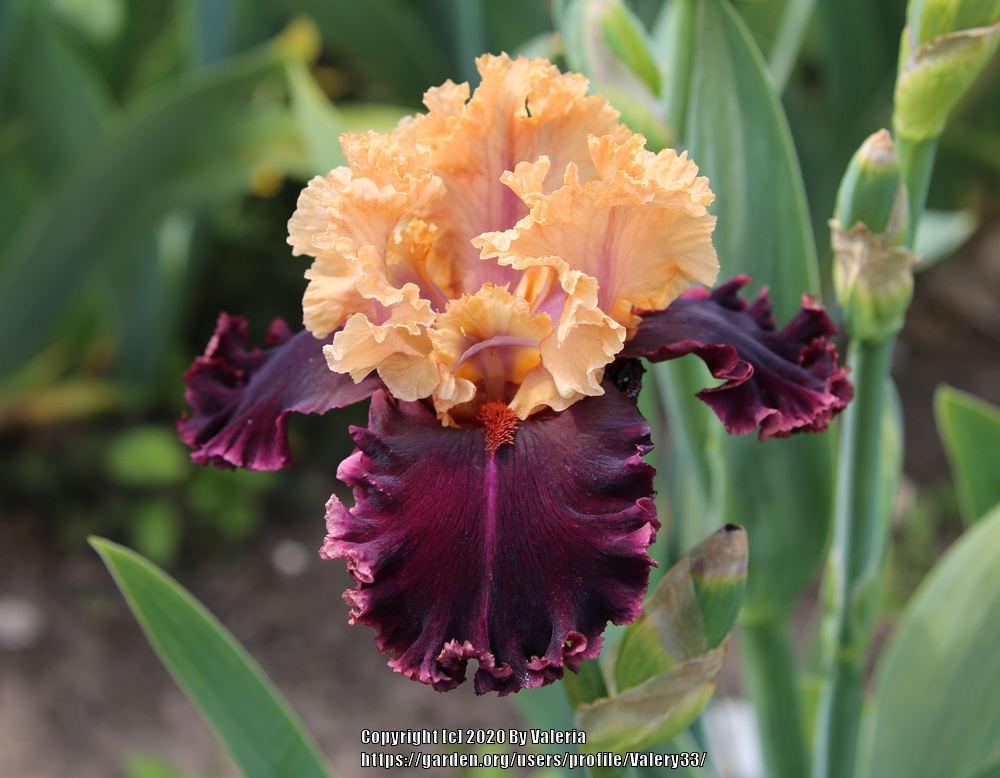 Photo of Tall Bearded Iris (Iris 'Toronto') uploaded by Valery33
