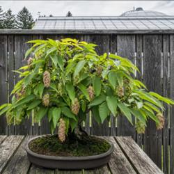Location: Hidden Lake Gardens, Tipton, Michigan
Date: 2019-06-19
Nearly full-sized seed heads on a miniaturized (bonsai) plant